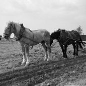 lr_05 1957-paardenploeg