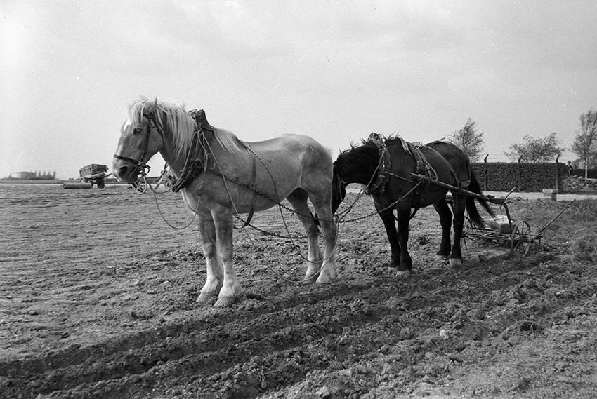 lr_05 1957-paardenploeg